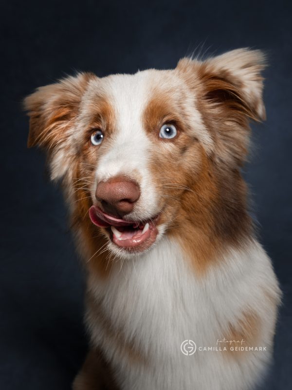 Camilla Geidemark Hundfotografering